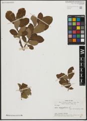 Foto von Salix aegyptiaca L.